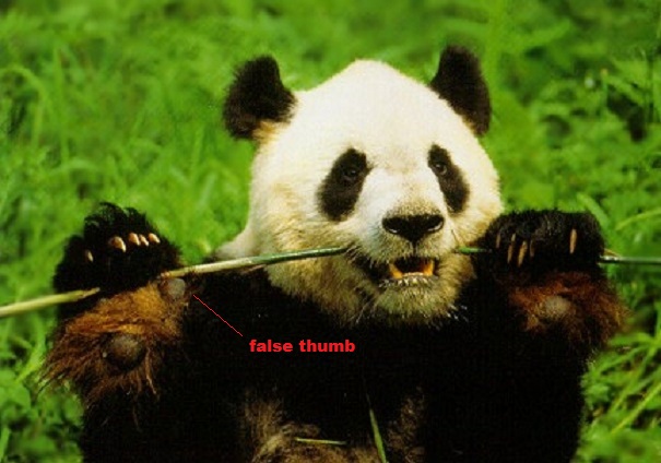 giant panda pseudo-thumb