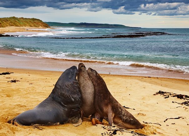 sea lion trio