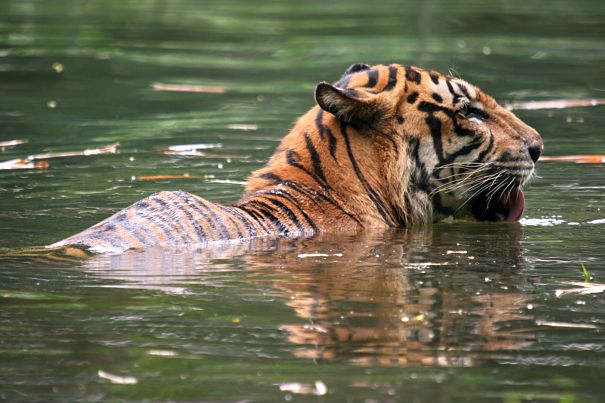 Sumatran tiger going for a swim