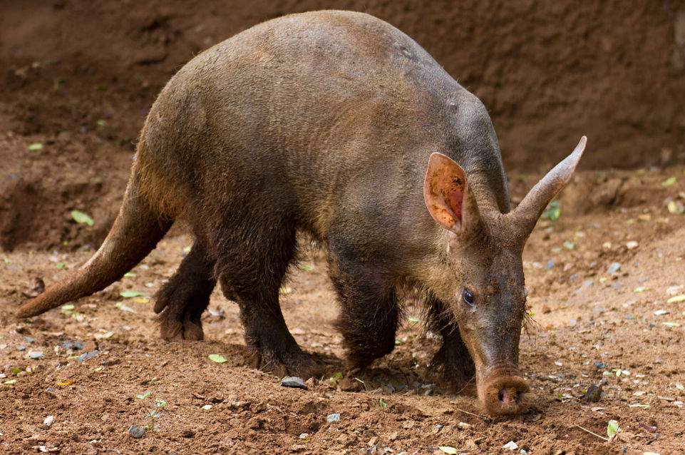 aardvark prowling