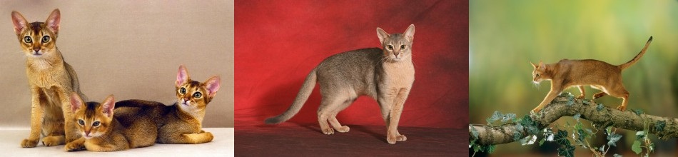 Abyssinian cats