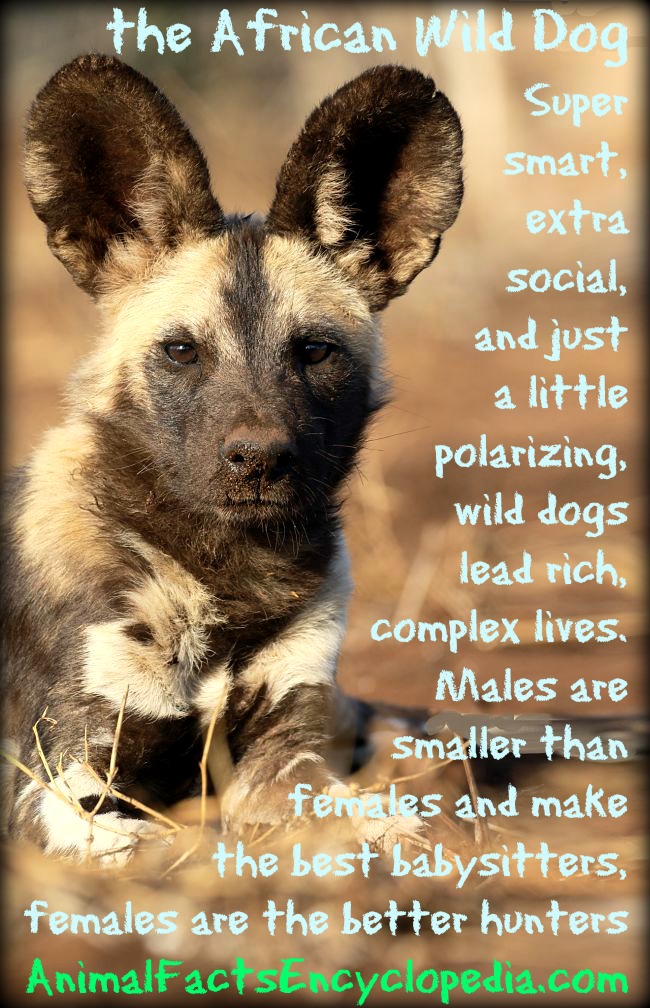 African Wild Dog Story