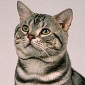 American shorthair
