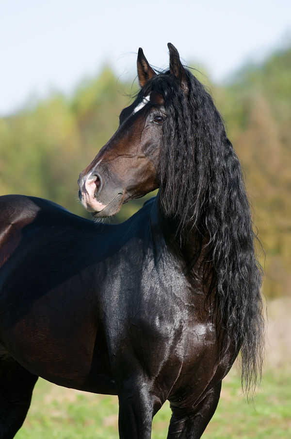 Black Andalusian