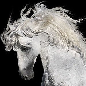 Andalusian horse facts