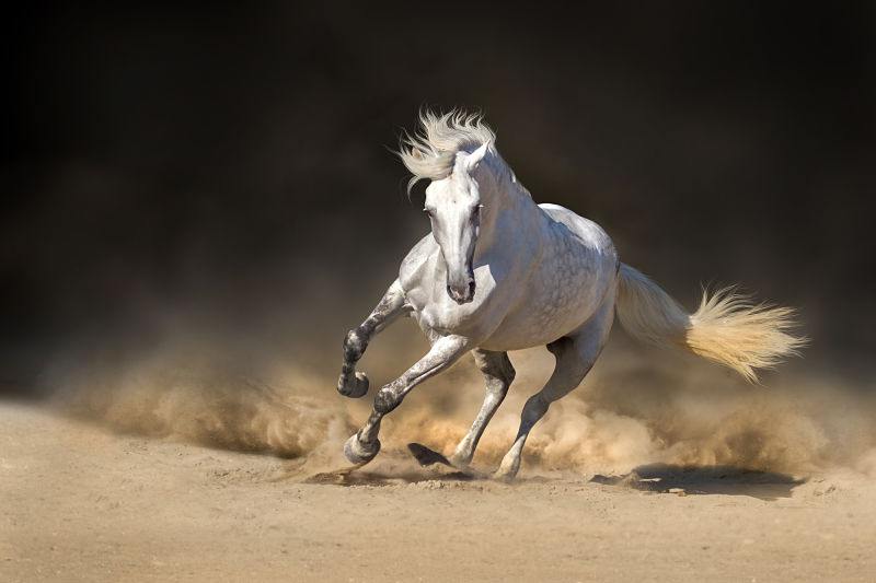 Andalusian horse in the desert