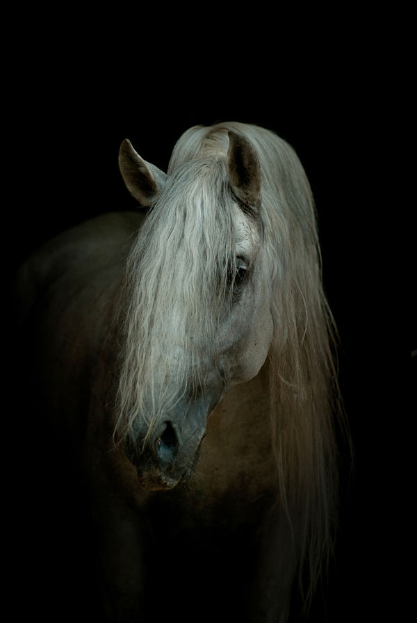 Andalusian horse portrait