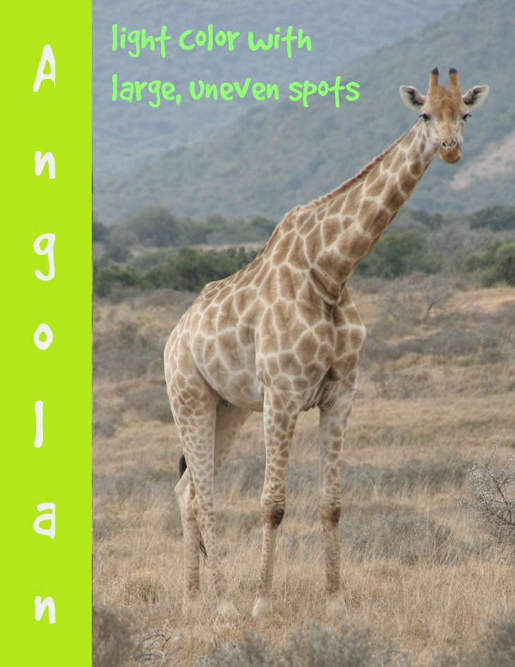 Angolan giraffe description