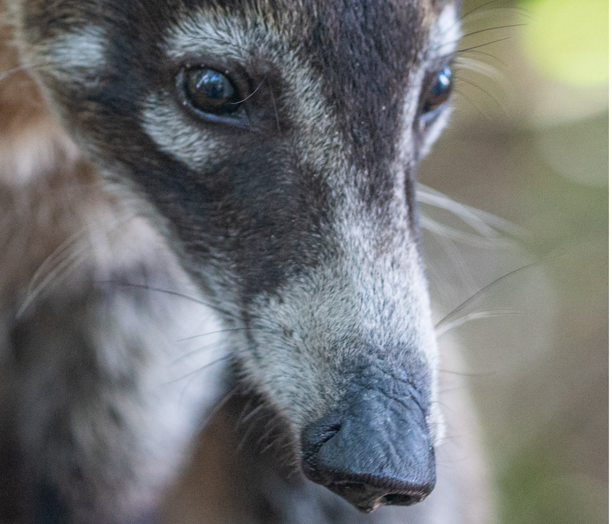 Animal Extreme Close-up - Coati