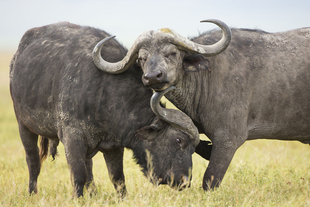 cape buffalo sparring
