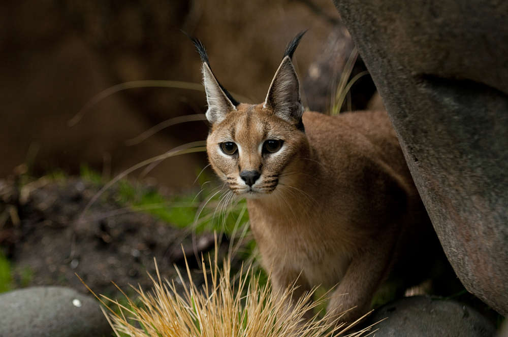 stalking caracal