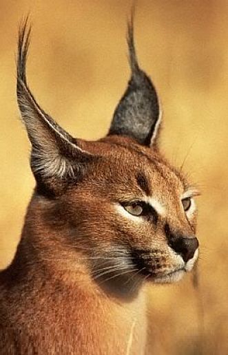 caracal portrait