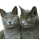 Chartreux