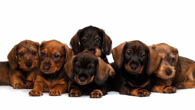 dachshund puppies