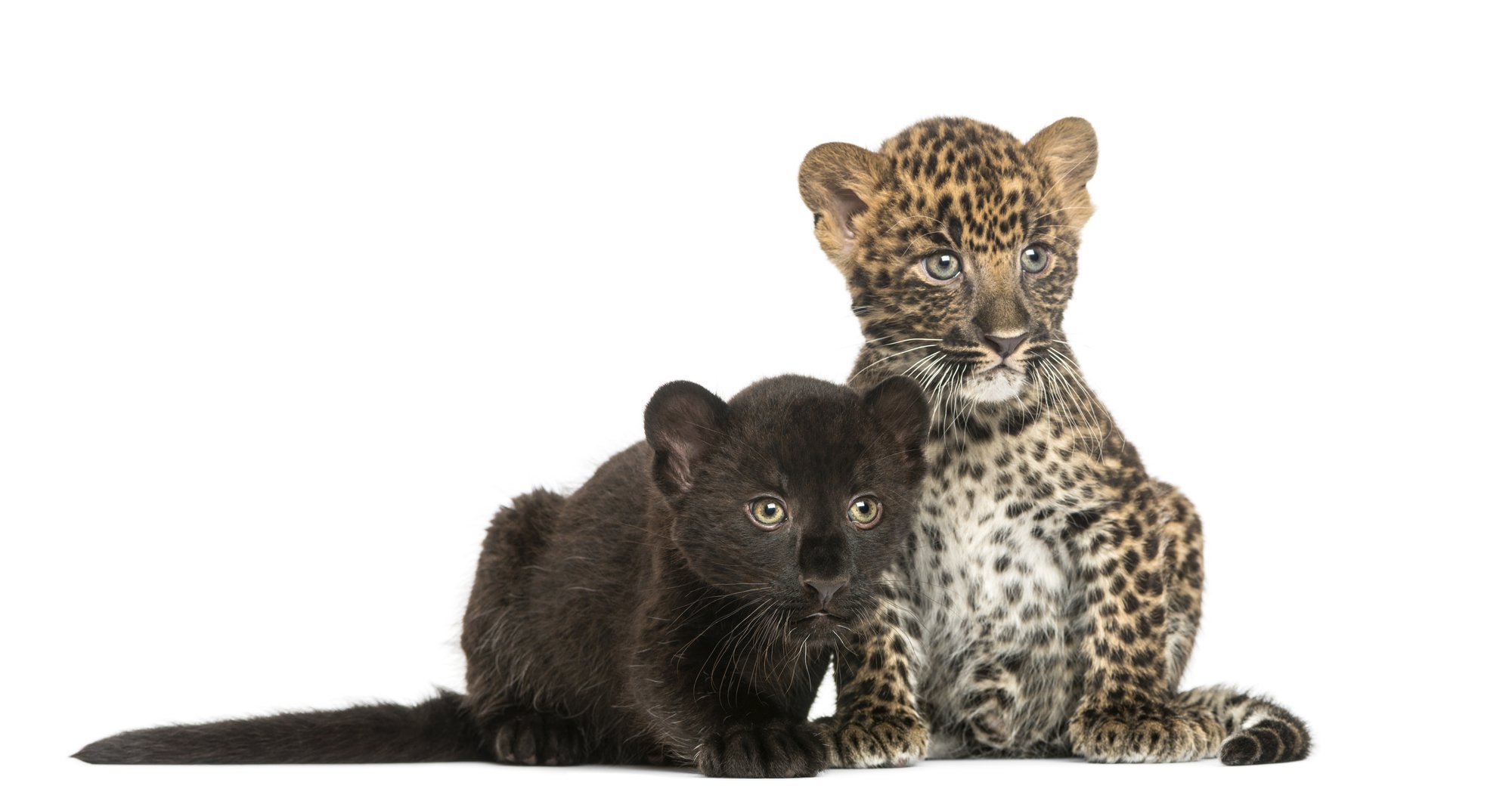 baby leopards "black panther" and common
