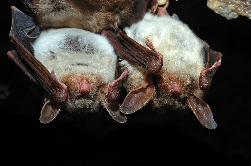 micro bats