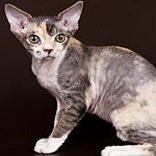 Devon Rex