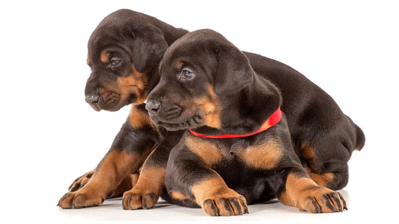 doberman puppies