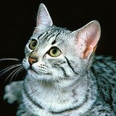 Egyptian Mau