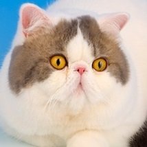 Exotic Shorthair