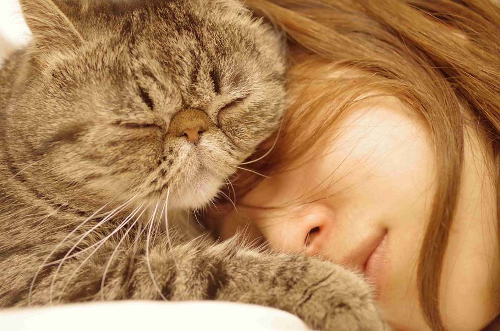 Exotic Shorthair loves her mommy