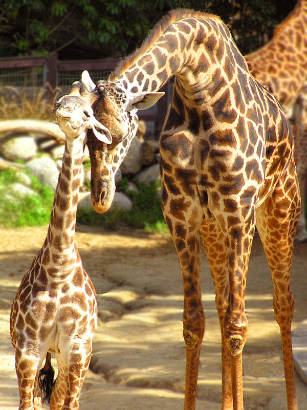 baby giraffe with mother