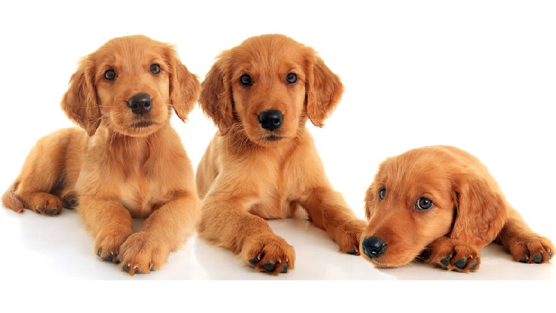 Golden retriever puppies