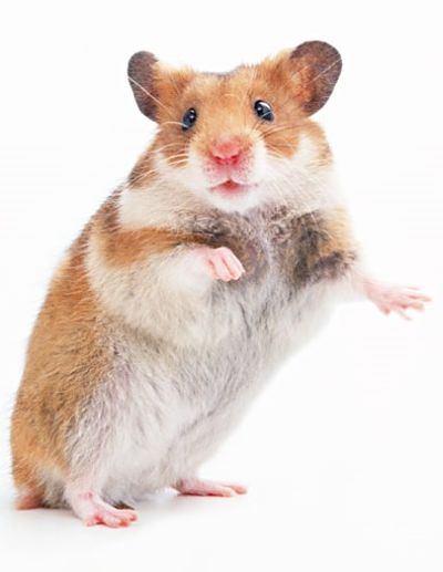 Syrian hamster portrait