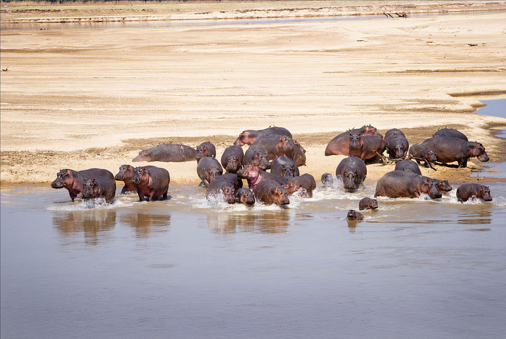 herd of hippos