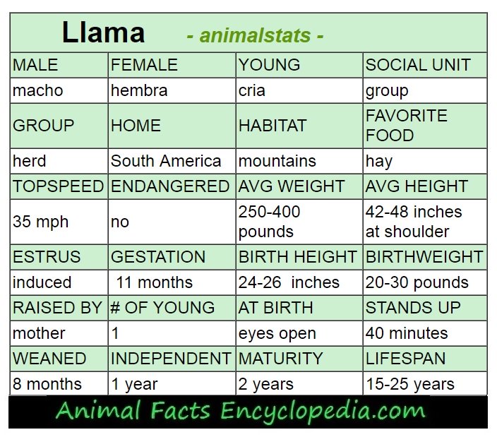 llama animal stats