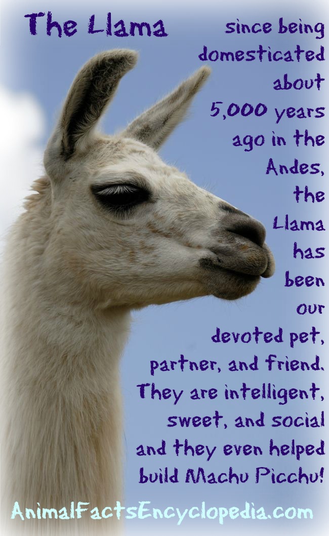 the llama story