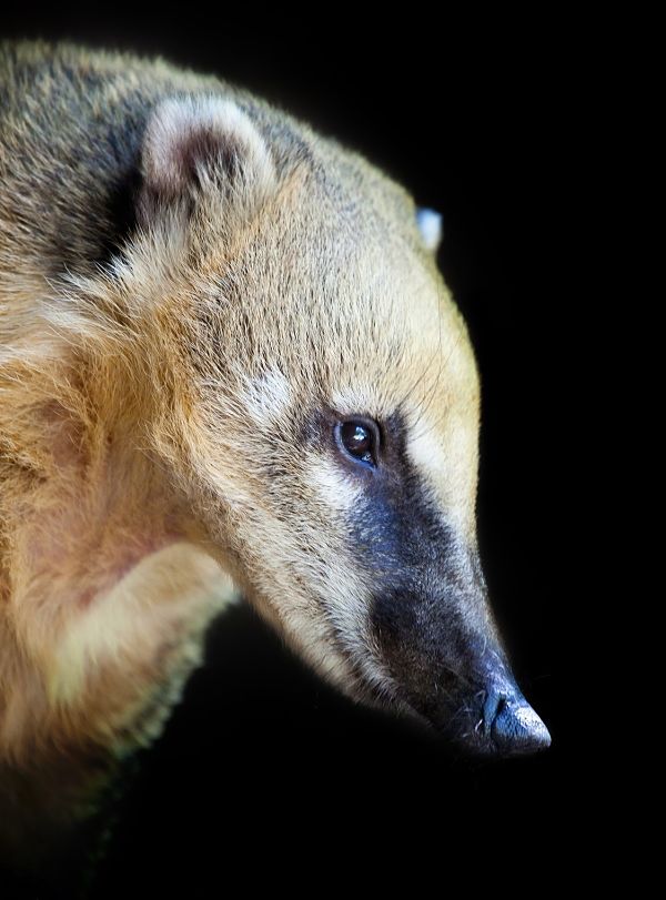 Mexican raccoon