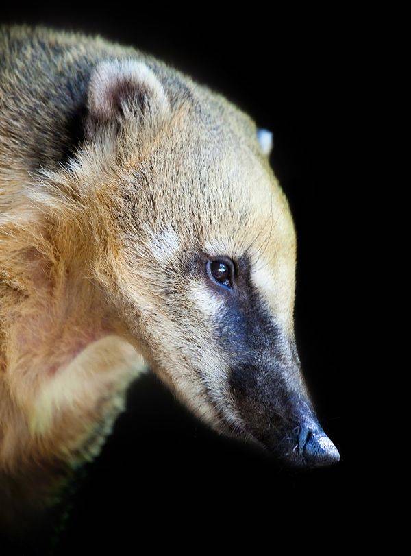 Mexican Raccoon - Animal Facts Encyclopedia Mexican Raccoon - Animal Facts Encyclopedia