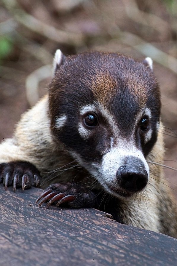 Mexican raccoon