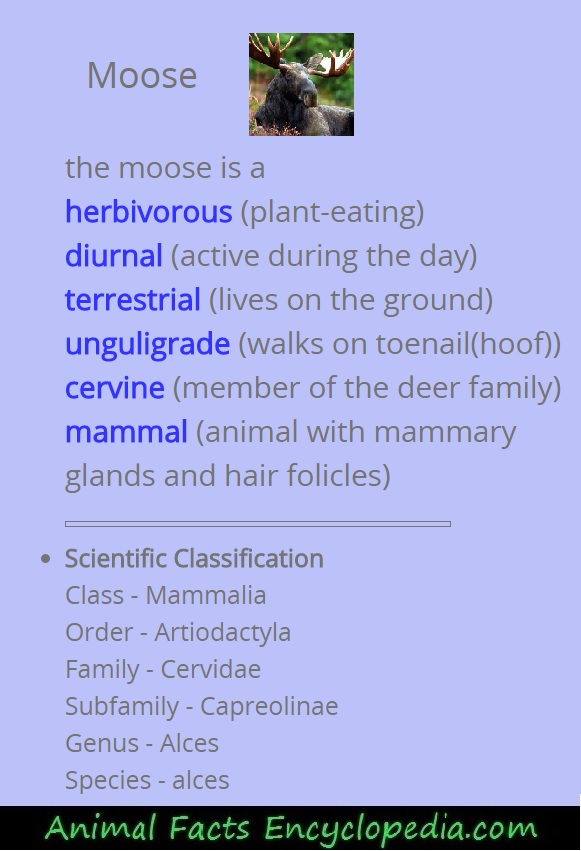 moose science