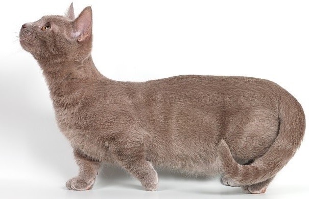 Munchkin cat