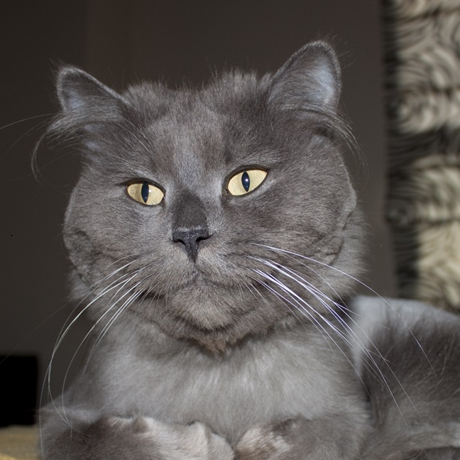 Nebelung