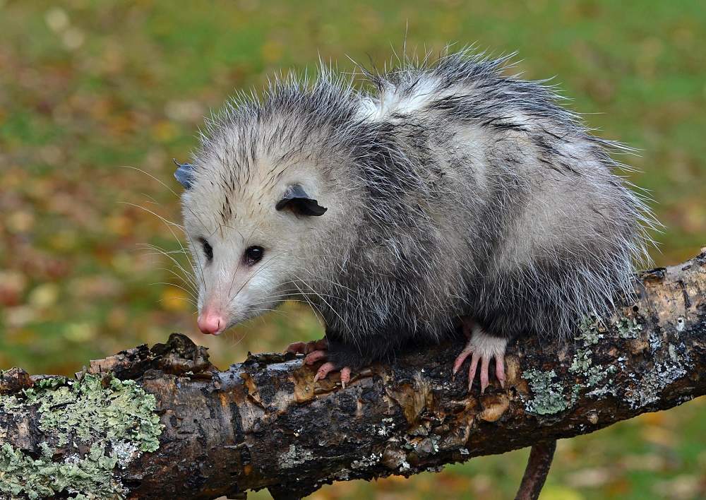beautiful Virginia possum