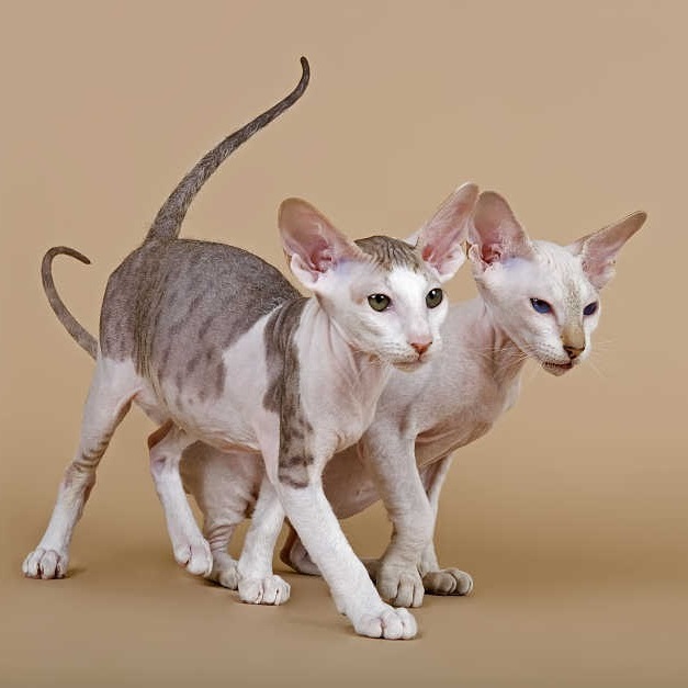 Oriental Shorthair