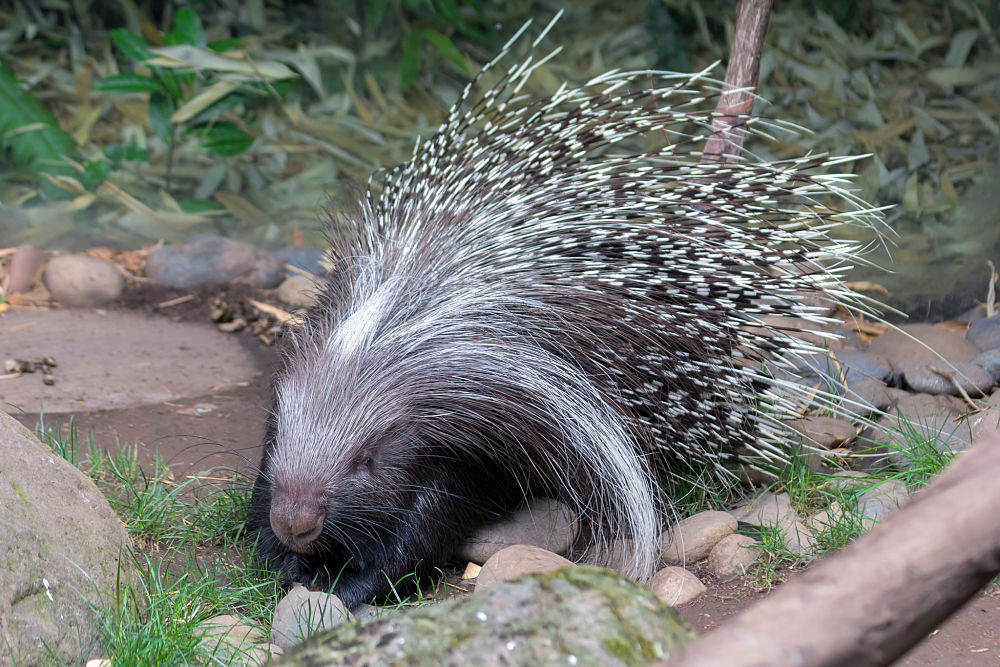 crested porcupine