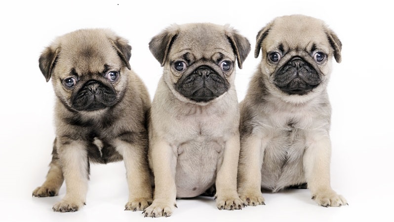 pug puppies