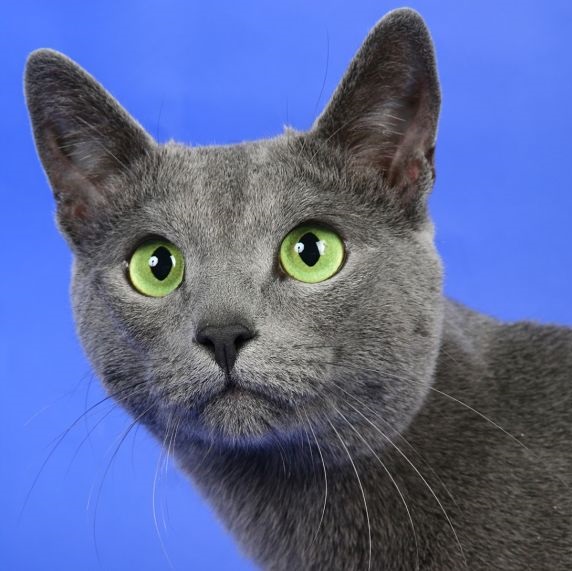 Russian Blue