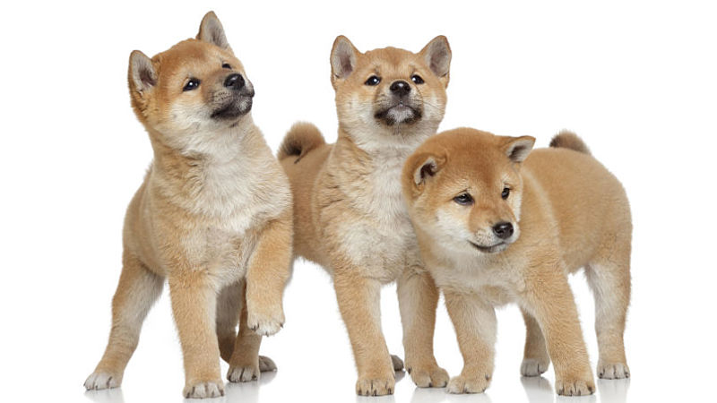 shiba-inu puppies