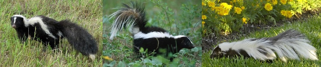 skunks