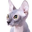 Sphynx
