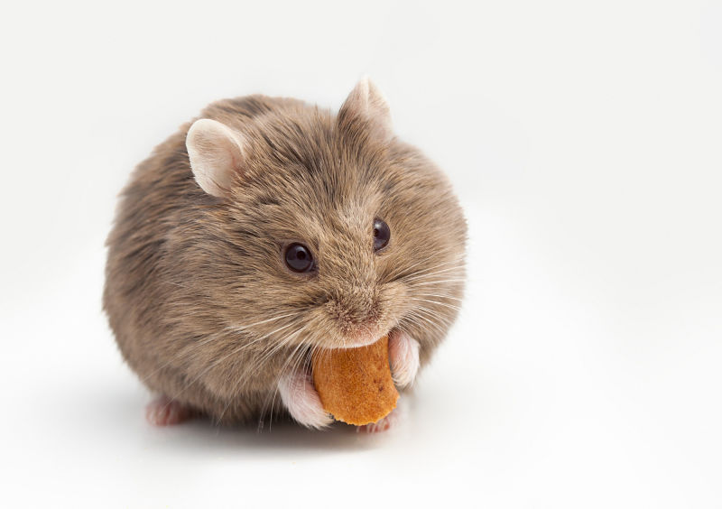 Syrian hamster with full cheek pouches