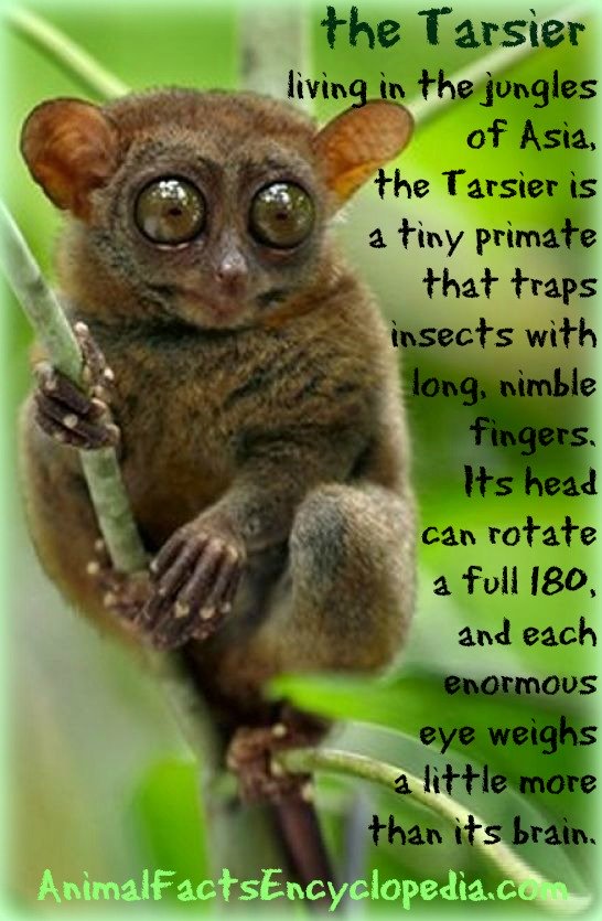 tarsier story