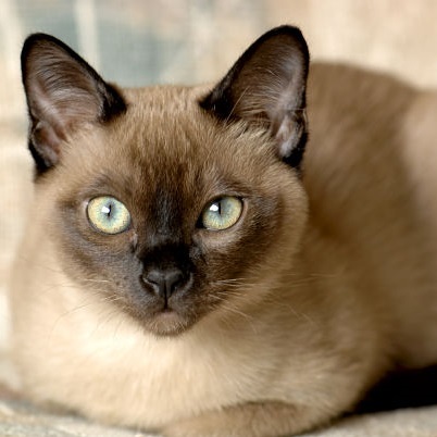Tonkinese