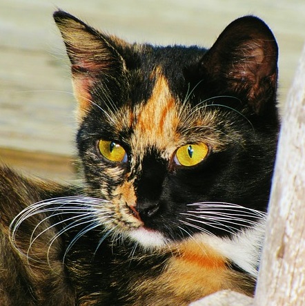 Tortoiseshell