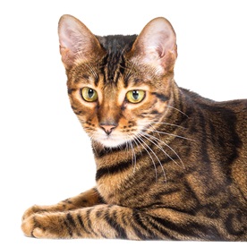 Toyger